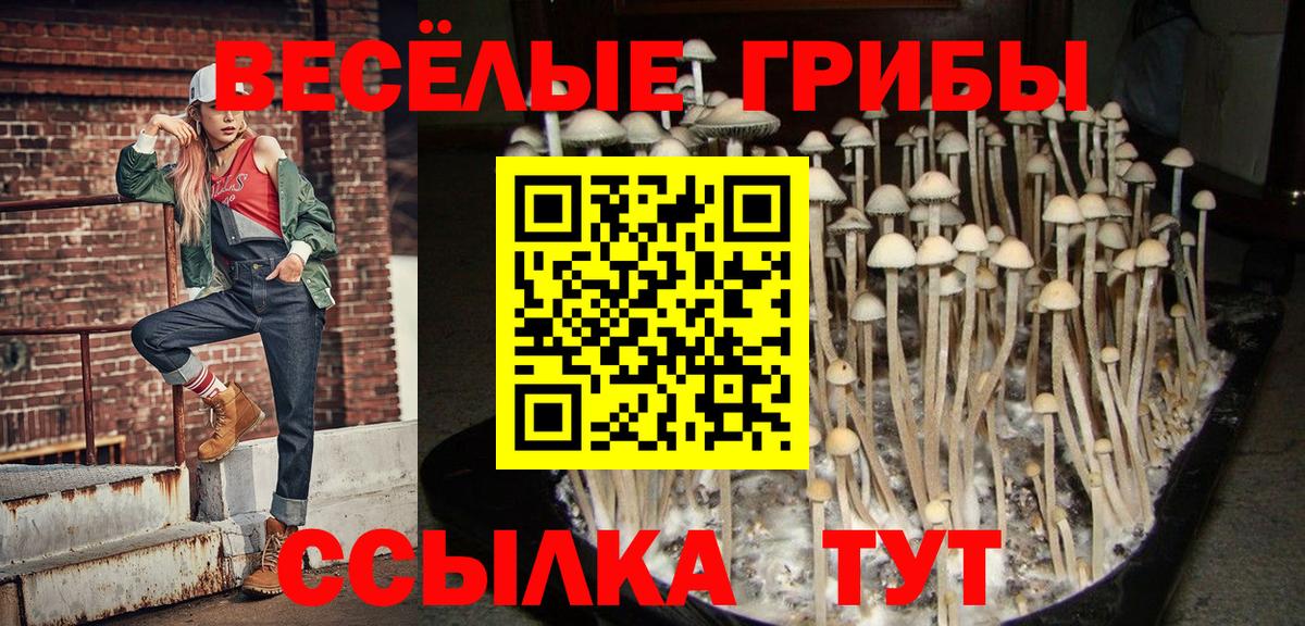 Псилоцибиновые грибы мицелий Пятигорск
